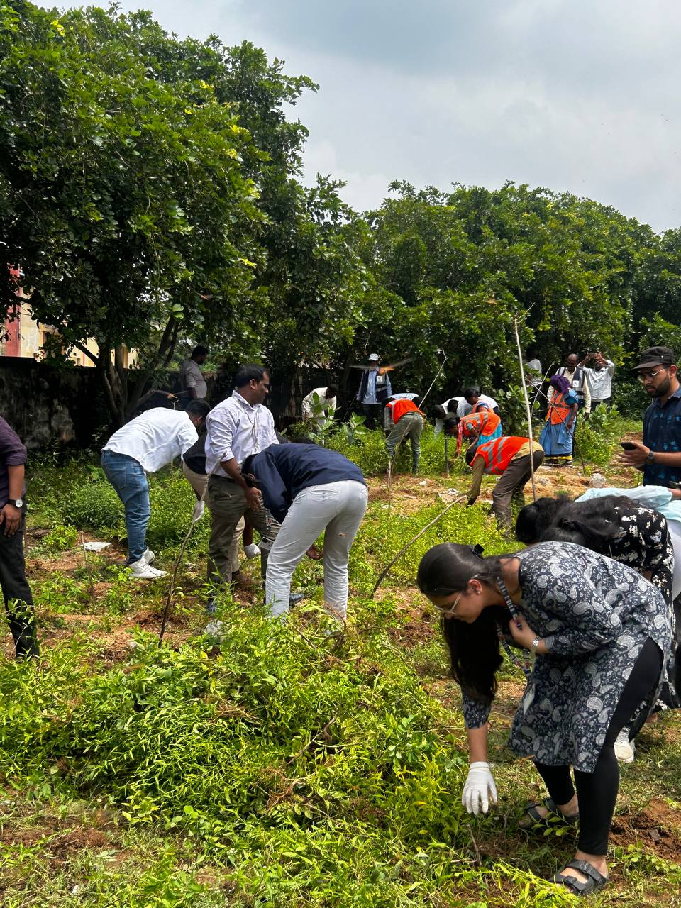 Tree Plantation