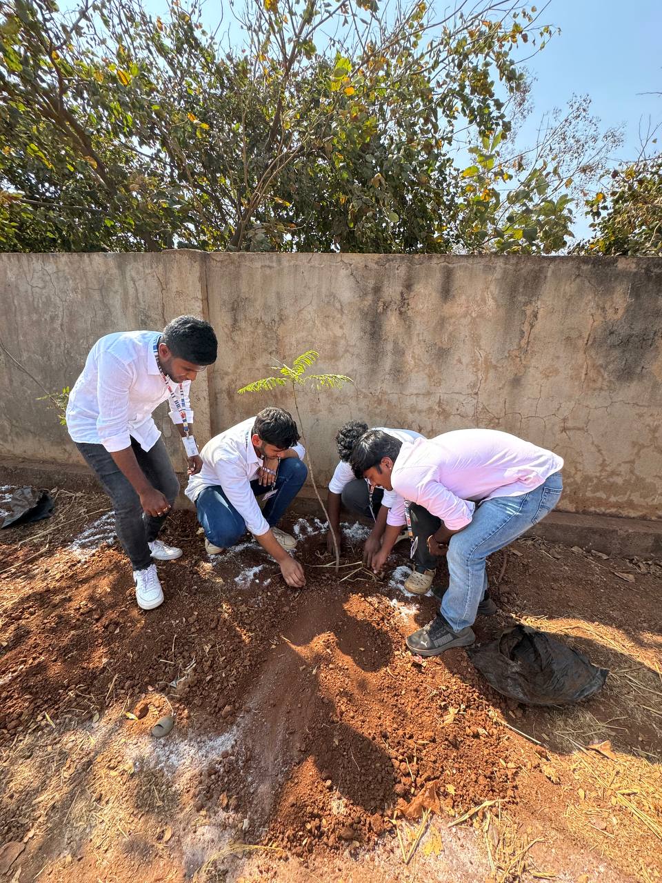 Tree Plantation