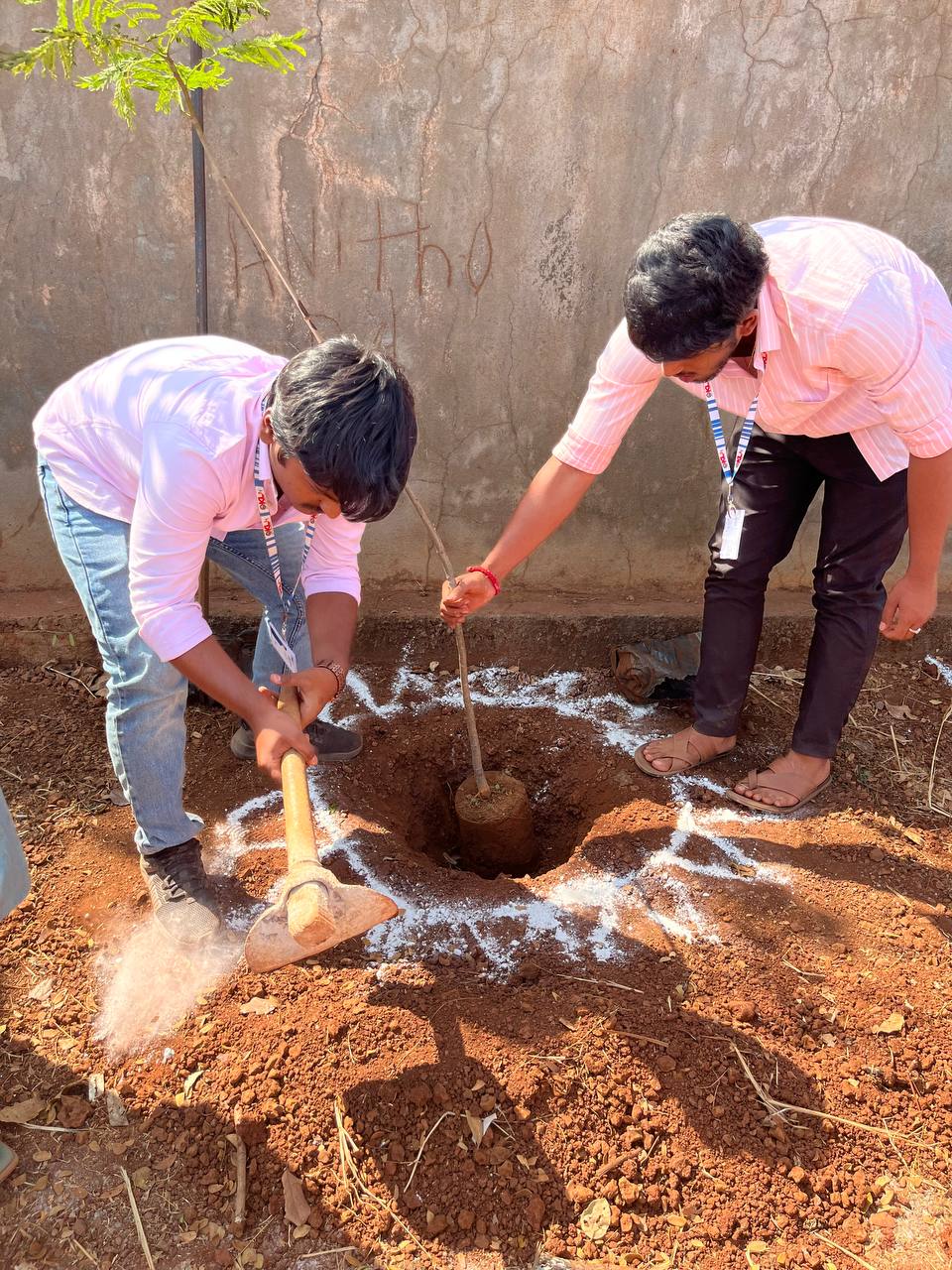 Tree Plantation